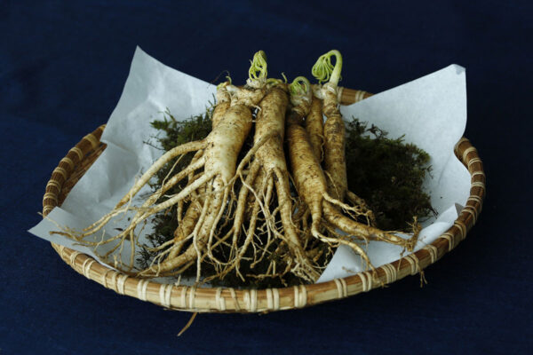 Ginseng, Hoodoo, and the Magic of Upholding African American Earth-Based Traditions